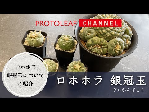 ロホホラ銀冠玉について【Lophophora decipiens】