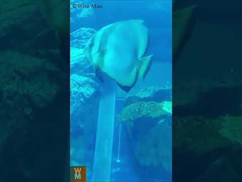 Teira Batfish #dubai #travel #youtubeshorts