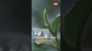 全球第一例茶主题世界文化遗产！普洱景迈山古茶林申遗成功，中国世界遗产数增至57项！