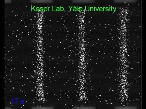 Magnetic nanoparticles in ferrofluid