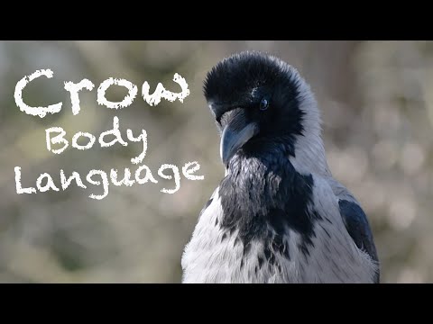 What is this crow saying? (Story 58)