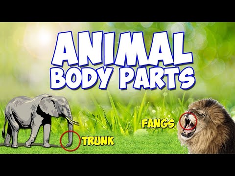 Explore & Learn Animal's Body Parts