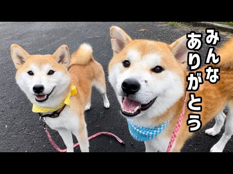 脅威の治癒力！マムシ事件３日目で柴犬は復活しました！ #柴犬笑太郎