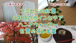 【Vol.98】紅葉/ポインセチア/カーテン洗濯/ハンドウォーマー/甘栗蒸し羊羹