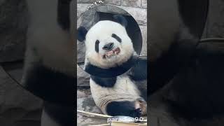 #funny #cutepanda #animals it is so hard  #cute