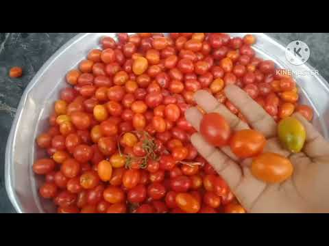 చెర్రీ టమాటో హార్వెస్ట్/Cherry tomato harvest #naliniravindraprasad