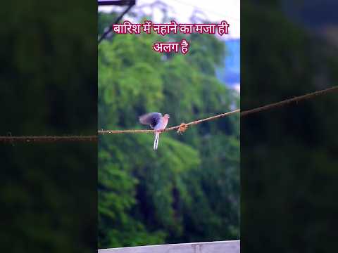 Relaxing Videol सुकून के पल l Peaceful natural video #peace #natural