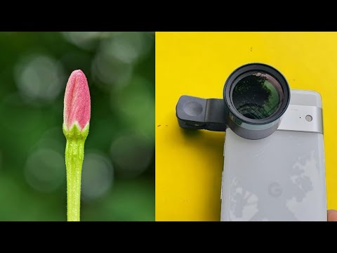 Best Budget Macro Lens for Smartphone Photography - Nikon L330 Samples