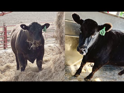 $10K on 2K Cattle - Registered Black Angus