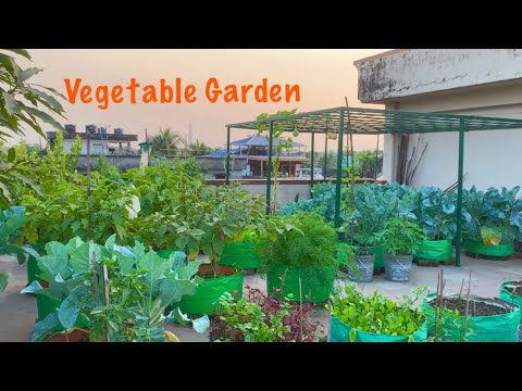 Overview Video Of My Winter Vegetable Garden // Terrace Garden Tour