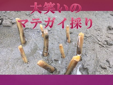 新舞子 マテ貝取り　笑い満載　新舞子海水浴場・新舞子潮干狩り