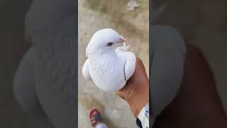 horse #animals #pigeonphotography #fancypigeon #pigeonpose #bhfyp #kabutar #kutte #farm #kabotar