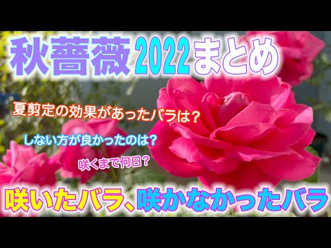 【秋薔薇22年まとめ】今年の秋バラどうだった？開花から見る夏剪定の答え合せ。成功したバラ、しなかったバラはこれでした。