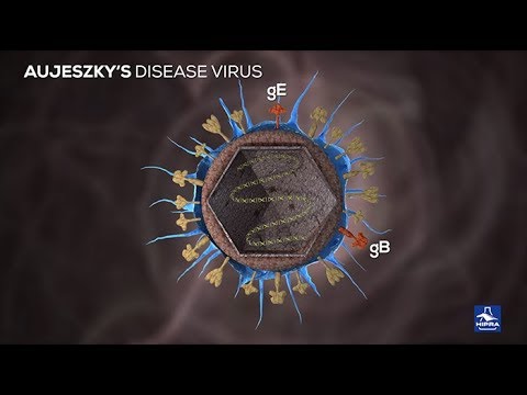 Aujeszky’s disease