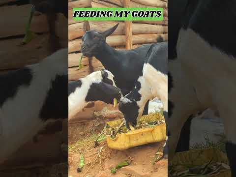 Feeding local goats #farming #goat #goatfarming