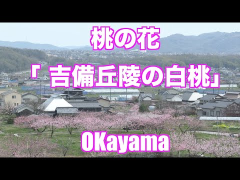 赤磐市・吉備丘陵の桃畑は「かおり風景100選」に選定。春の美の風景です！Okayama white peach field a area paradise （映像ジャーナリスト　宮﨑　賢）