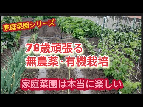 【家庭菜園夏野菜】76歳が頑張る無農薬で有機栽培の夏野菜をご覧下さい【家庭菜園シリーズ】