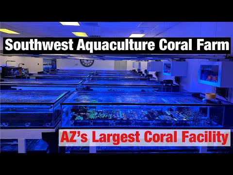 Southwest Aquaculture Coral Farm - Arizona’s Largest Coral Farm Facility