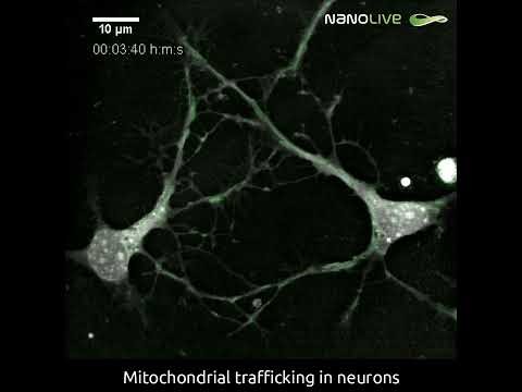 Visualizing mitochondrial trafficking in neurons