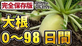 【大根栽培】土づくり・種まき〜収穫までの98日間【家庭菜園】