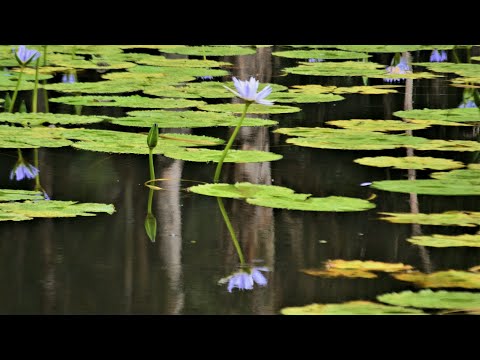 【Reflections】 Toshifumi (Scenery Video of Beautiful Reflections of  Lilies & Sound of Birds Singing)