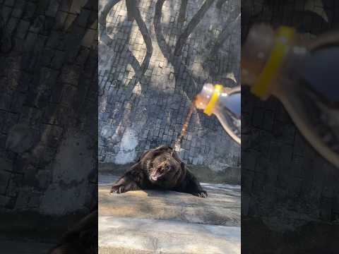 I Captured a THIRSTY BEAR on Camera!