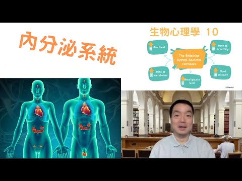 生物心理學10: #內分泌系統 #endocrinesystem #endocrinegland #adrenaline #corticosteroids