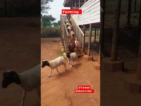 Happy Goats In A raised Goat house! #goats #farming #shorts #farm