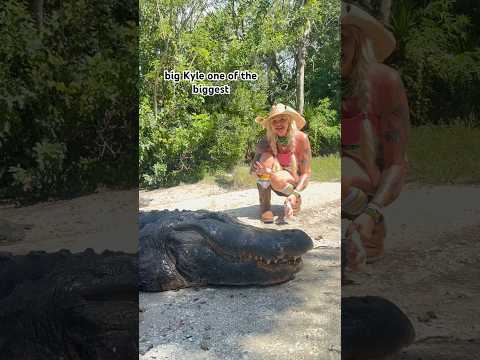 Feeding Big Kyle the Alligator! #gatorland #alligator #youtubeshorts #shorts