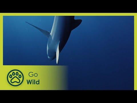 The Blue Island, Reefs under high-surveillance | Cuba: Paradise on the Brink 1/2 | Go Wild