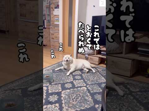 ごはんは目の前なのに…柴犬の謎のこだわりに爆笑😂　#白柴　#犬　#おもしろ #犬のいる暮らし #かわいい