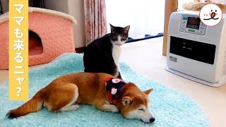 ママを温めてあげる優しい猫さんにほっこり【PECO TV】