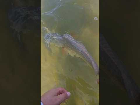 Wade Fishing For Tampa Bay Redfish