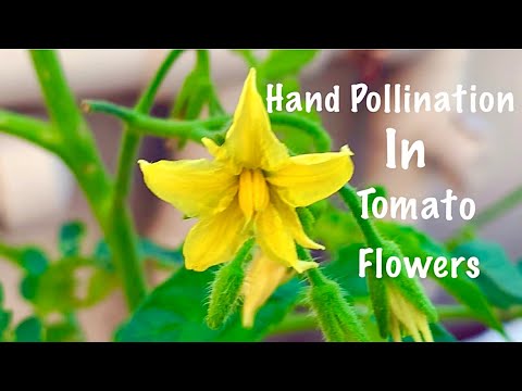 Hand Pollination In Tomato Flowers // How To Do Hand Pollination In Tomato Flowers