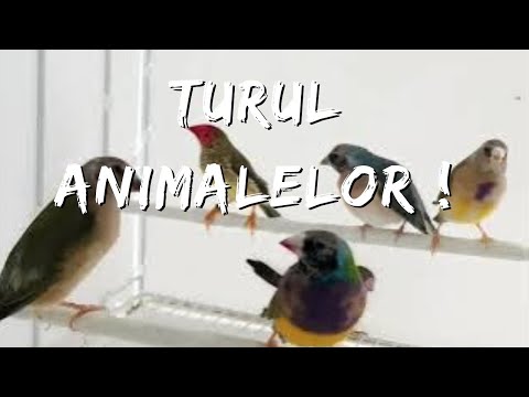 Toate animalele mele în acest video + planuri pentru 2025 !