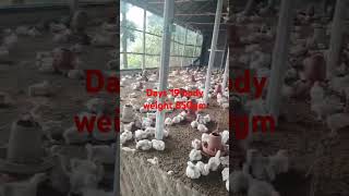 good result for farm #days #chicken #poultrydays #poultry #farmmanagement