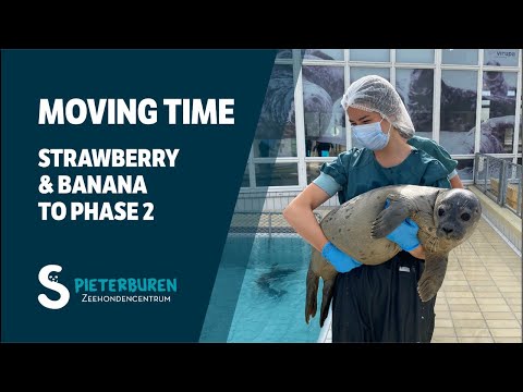 Moving time! Strawberry & Banana to phase 2 + new seals in Golfbad