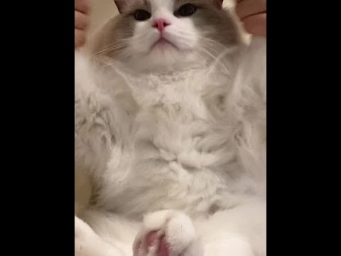 你说你爱我 是真嘟假嘟？#萌宠出道计划 #猫咪手势舞 #布偶猫