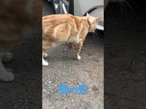 会社の猫が車の下にいた蛇を見つける…。#ねこ #ねこ動画 #へび #猫vs蛇