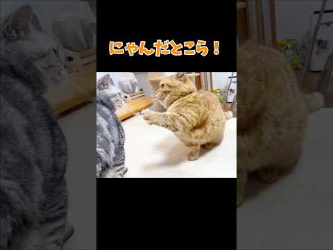 すかさず仲裁に入る息子猫 #マンチカン #shorts