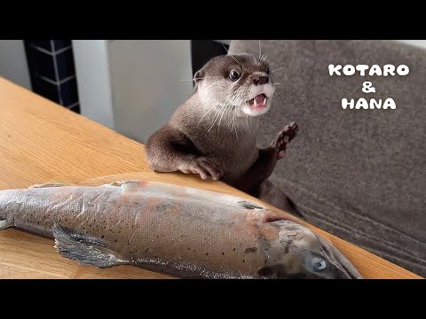 Otter Goes Piranha Mode Over Large Salmon!