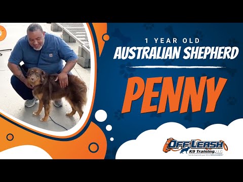 Australian Shepherd, 1 Year Old, Penny | Best Dog Trainers Northern VA,  | Off Leash K9