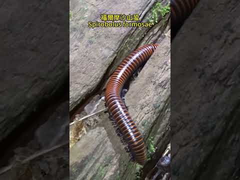 Big Millipede!! 超大馬陸!! #wildlife #nature