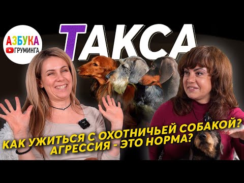 Такса - особенности породы, груминг и содержание. Как ужиться с охотничьей собакой?