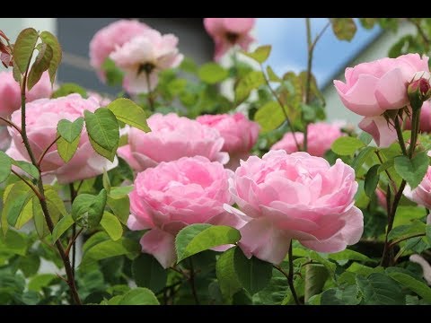 2019年　薔薇の薫り / Fascination （魅惑のワルツ）