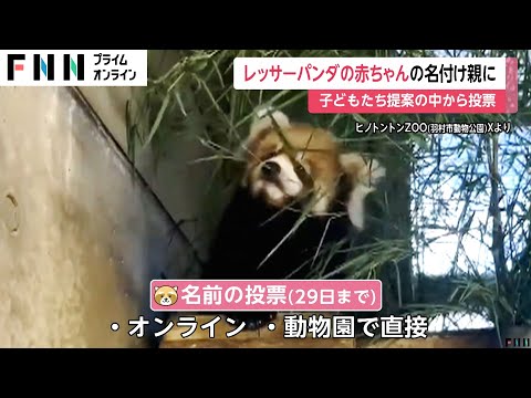 あなたも名付け親に？6月生まれた赤ちゃんレッサーパンダの名前を決める投票…5つの候補の中から10月6日に発表　東京・羽村市動物公園