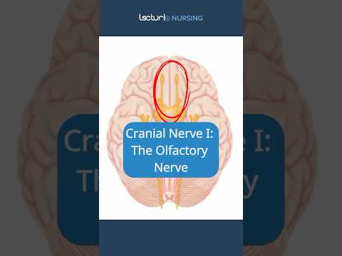 Cranial Nerves I Explained 👃 #OlfactoryNerve #CranialNerves #NursingStudent #nclex