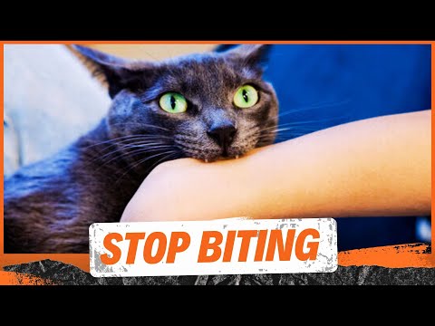 How to Stop Your Cat from Biting?