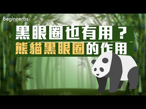 【冷知識】黑眼圈也有用？大熊貓黑眼圈的作用 ｜Beginneros