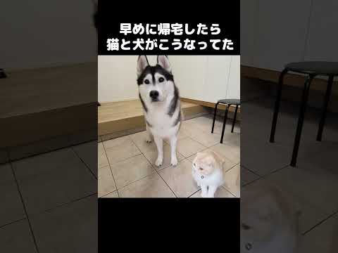 いつもより早く帰宅したら猫と犬がこうなってた...#shots